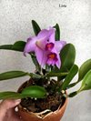 Laelia jongheana x praestans